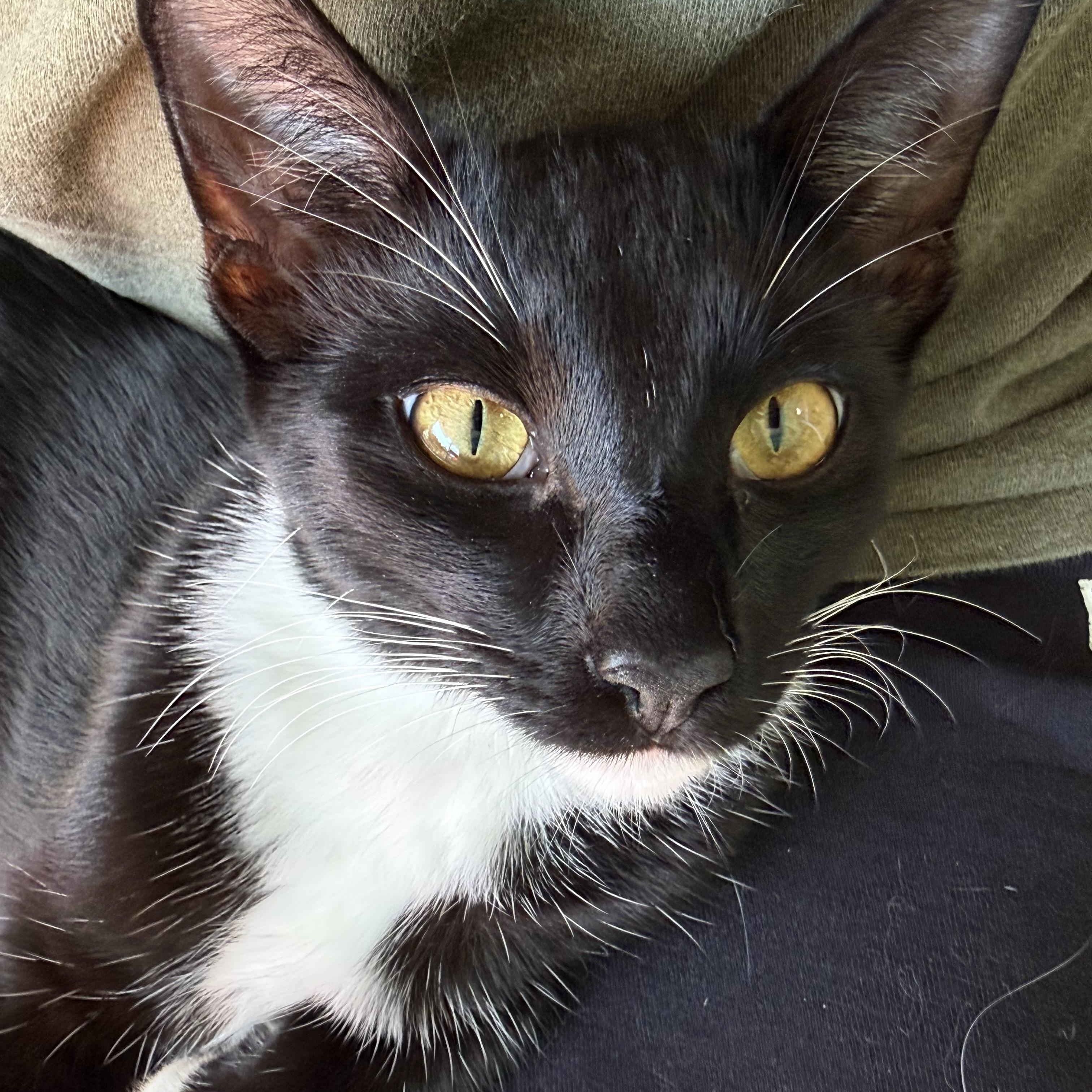 Enlarge Aston, a Adoptable Tuxedo in Newport Beach, CA image 5/6