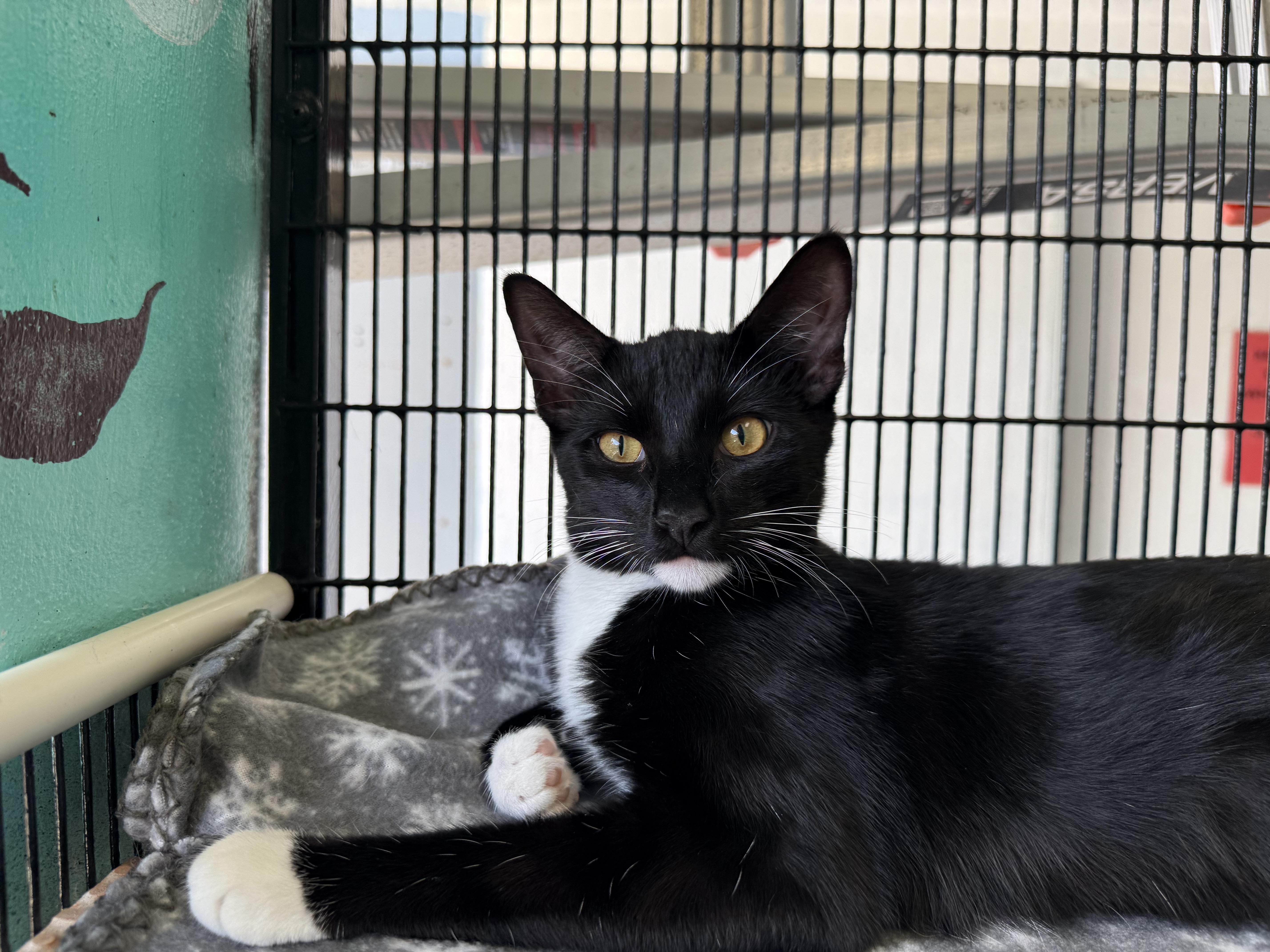 Enlarge Aston, a Adoptable Tuxedo in Newport Beach, CA image 4/6