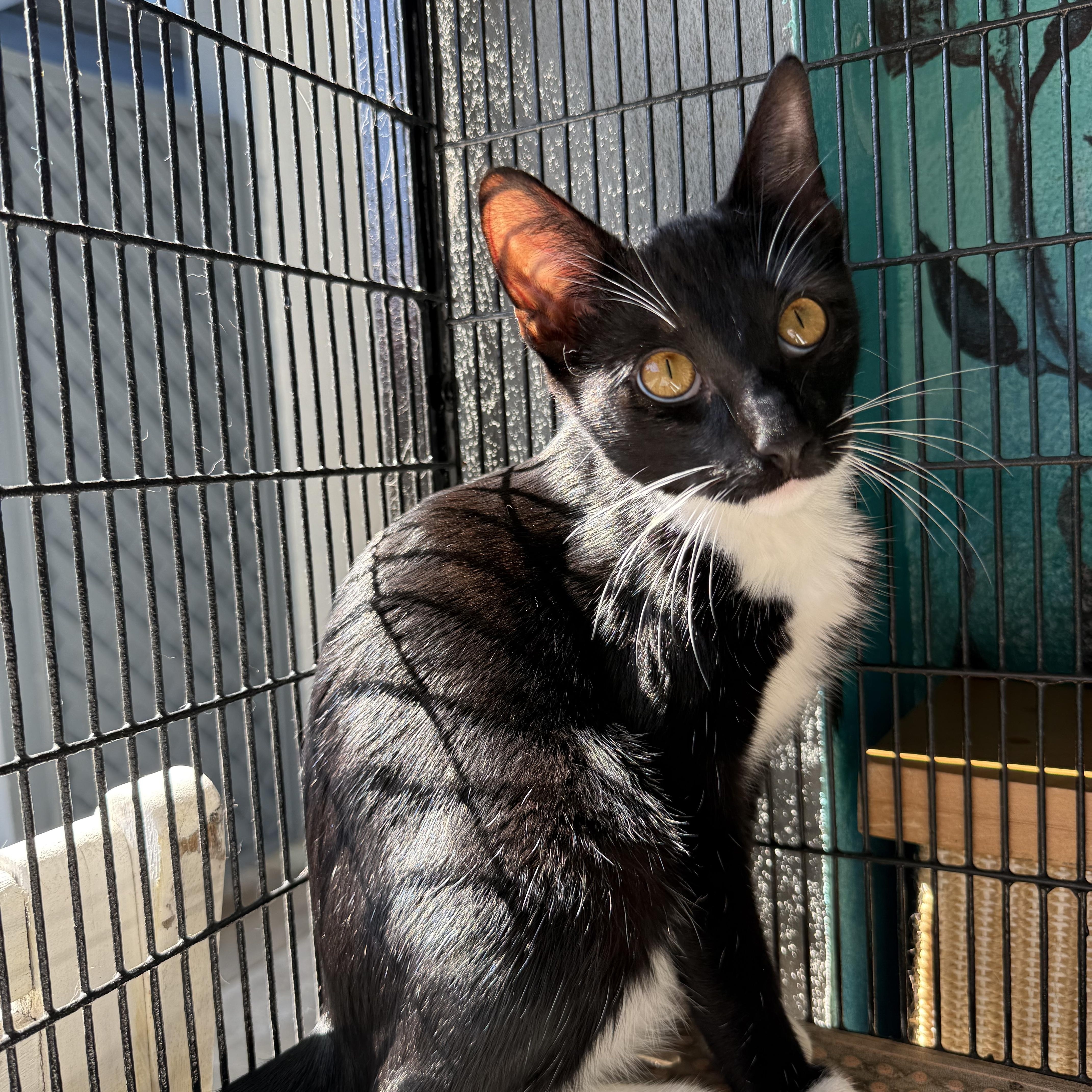 Aston, Adoptable, Young Male Tuxedo.