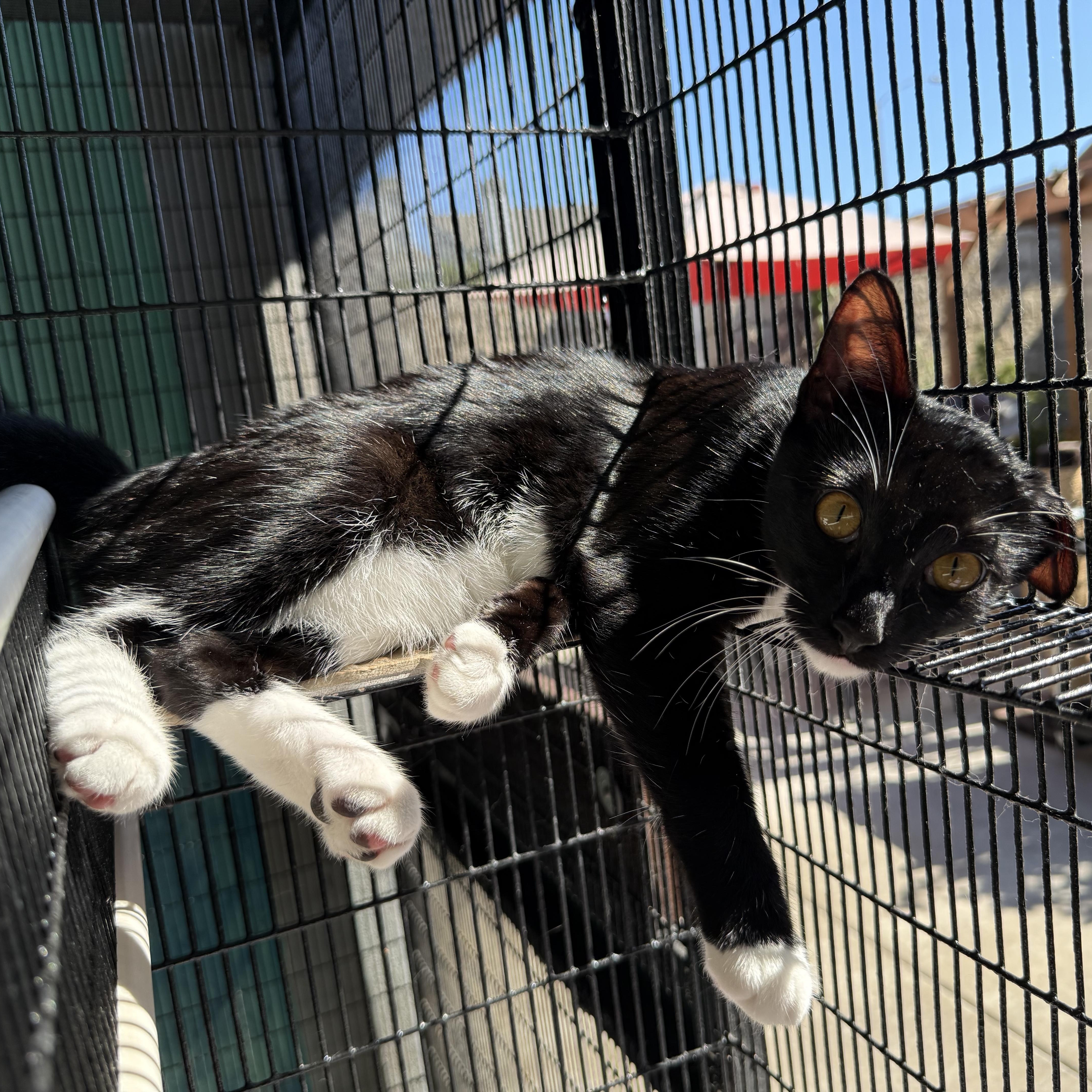 Enlarge Aston, a Adoptable Tuxedo in Newport Beach, CA image 6/6