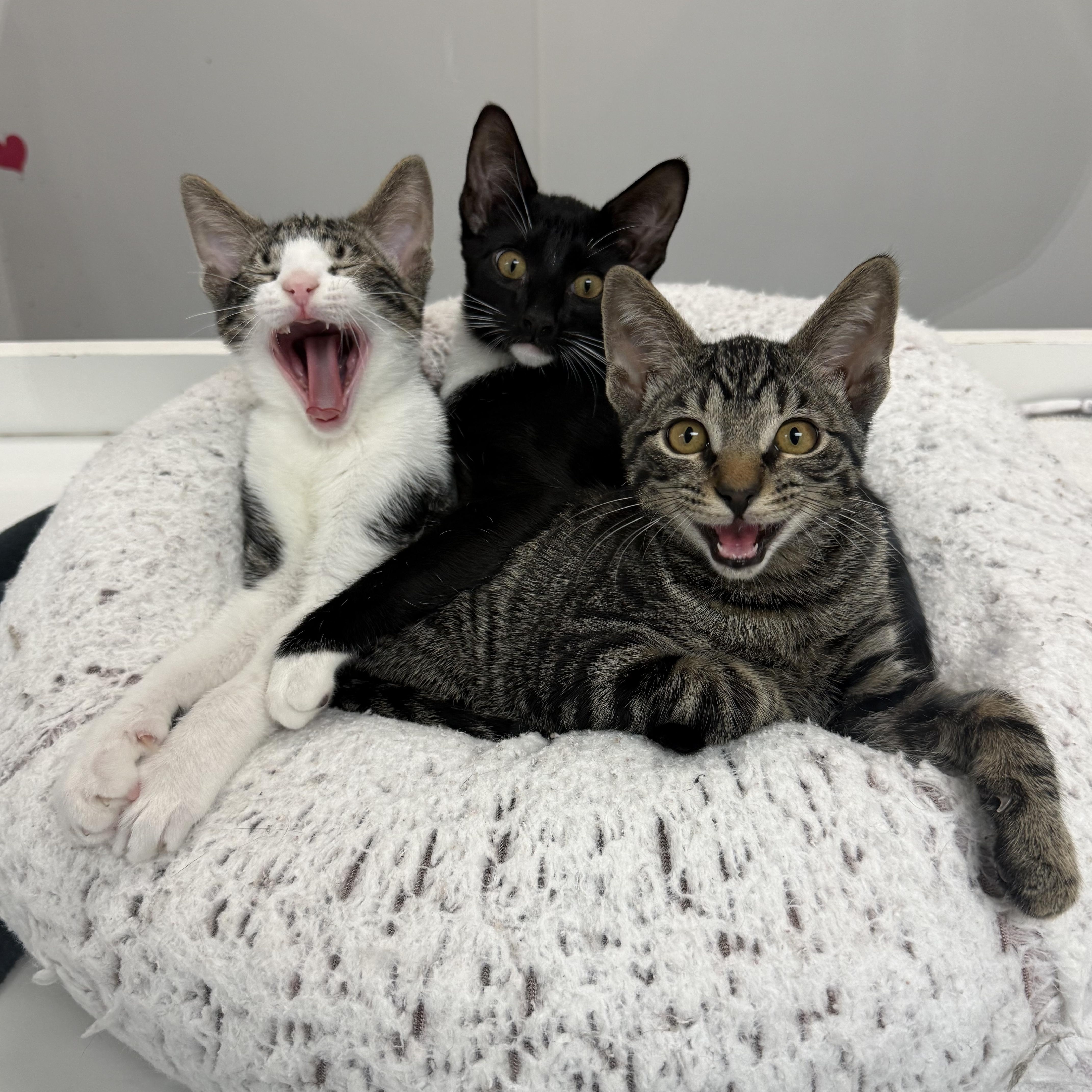 Enlarge Aston, a Adoptable Tuxedo in Newport Beach, CA image 3/6