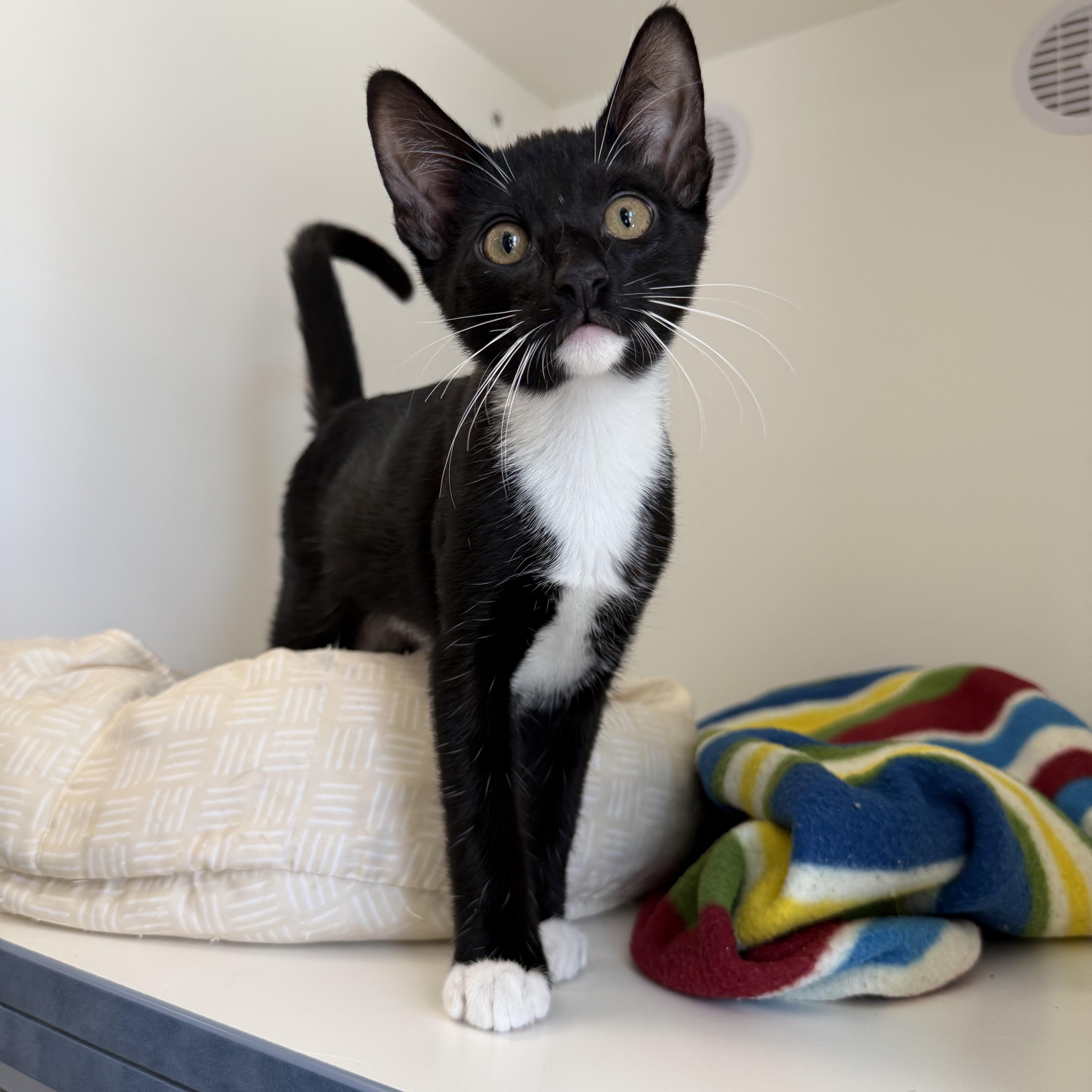 Enlarge Aston, a Adoptable Tuxedo in Newport Beach, CA image 2/6