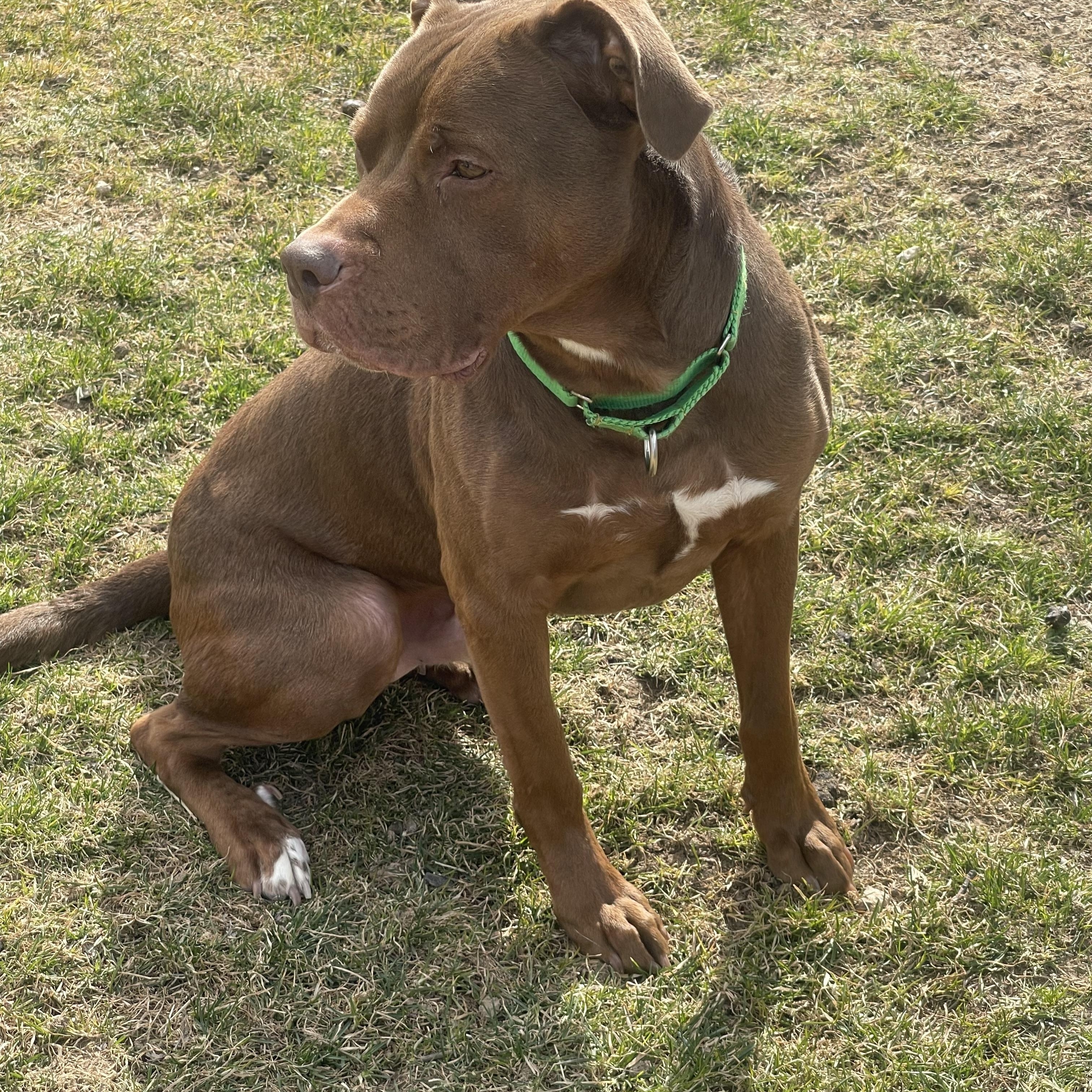 Buster Brown, an adoptable Labrador Retriever, Pit Bull Terrier in Kuna, ID, 83634 | Photo Image 2