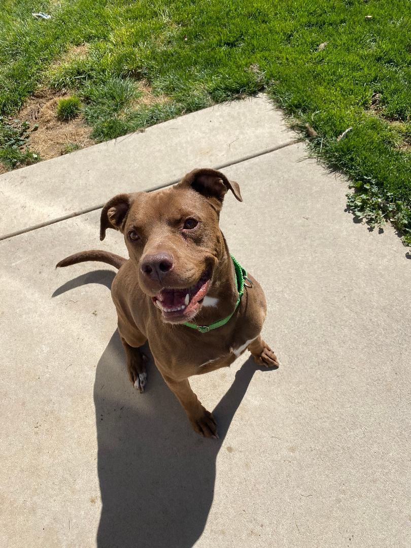 Buster Brown, an adoptable Labrador Retriever, Pit Bull Terrier in Kuna, ID, 83634 | Photo Image 4