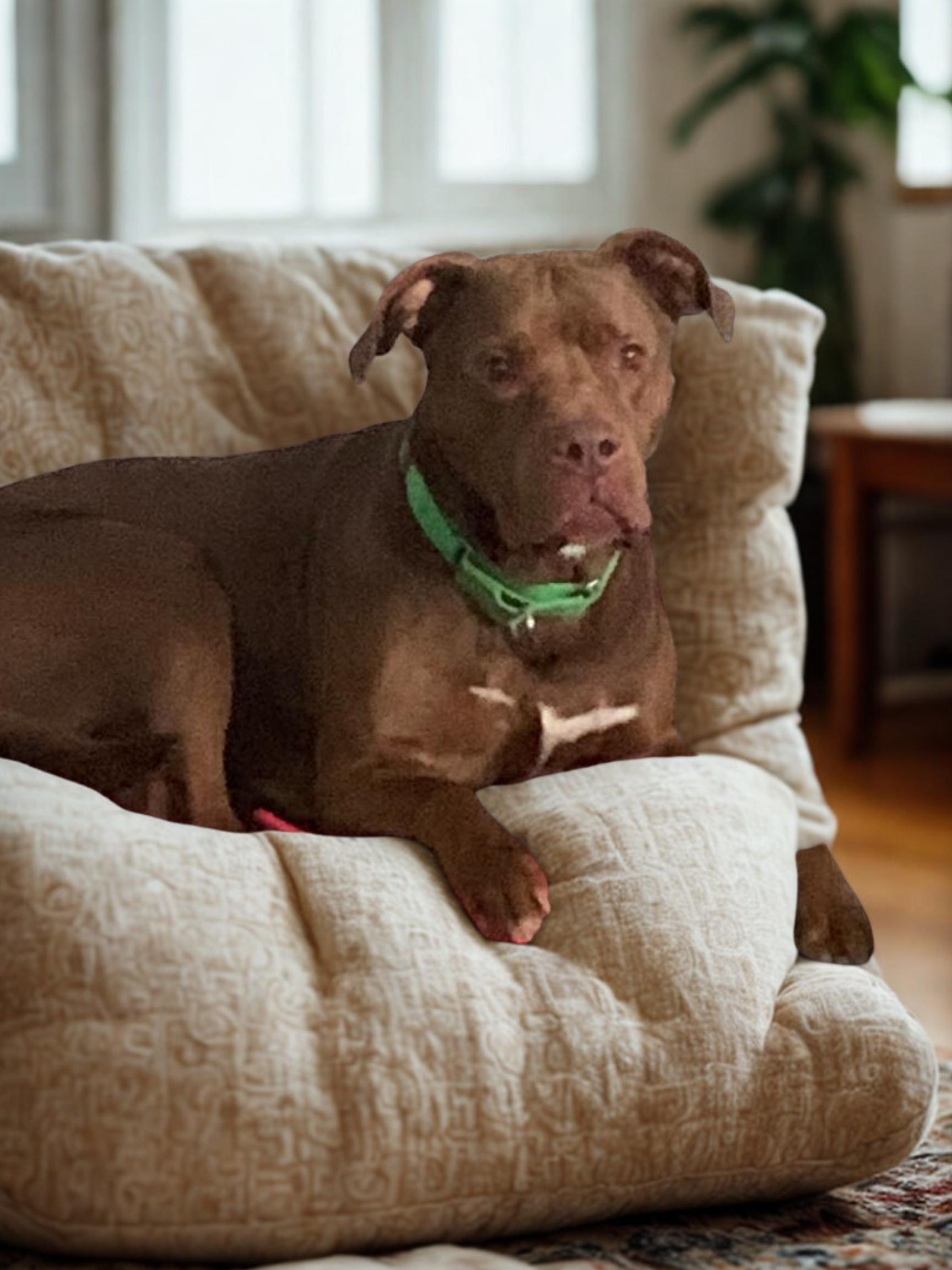 Buster Brown, an adoptable Labrador Retriever, Pit Bull Terrier in Kuna, ID, 83634 | Photo Image 1