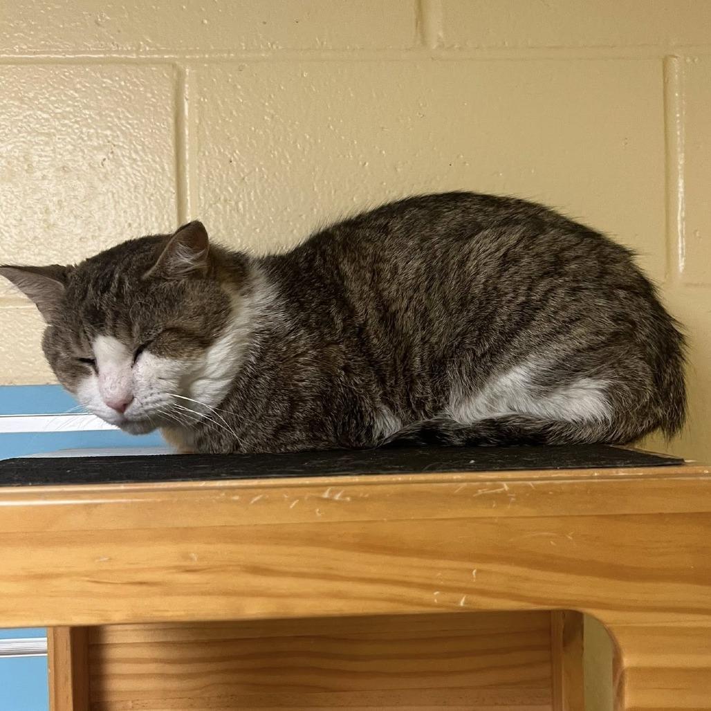 Whopper, Adoptable, Adult Male Domestic Short Hair.