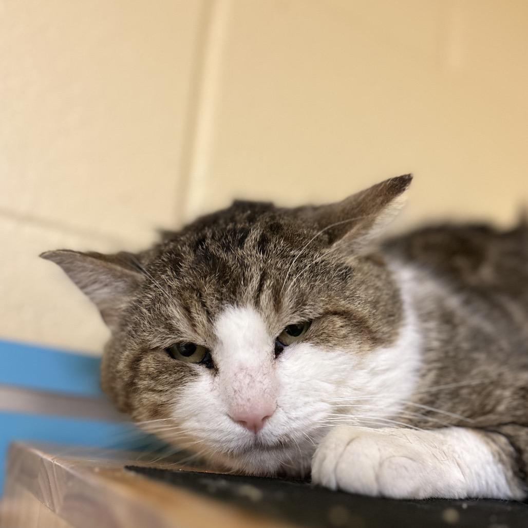 Enlarge Whopper, a Adoptable Domestic Short Hair in Waukesha, WI image 1/2