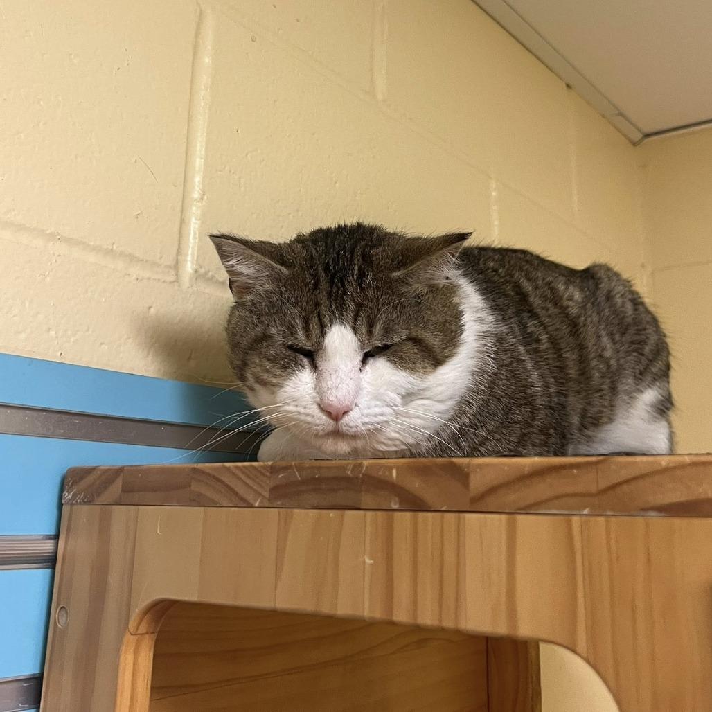Enlarge Whopper, a Adoptable Domestic Short Hair in Waukesha, WI image 3/4
