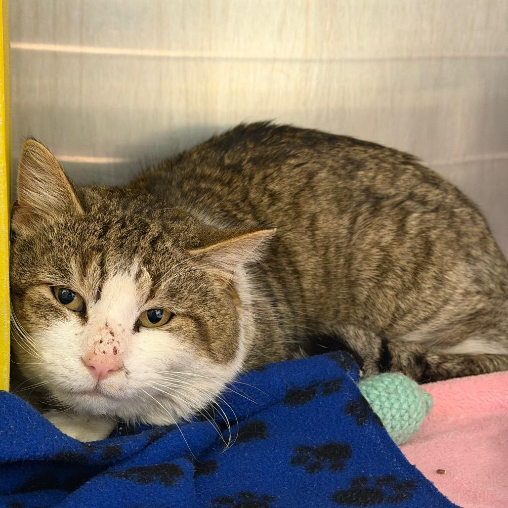 Enlarge Whopper, a Adoptable Domestic Short Hair in Waukesha, WI image 1/1