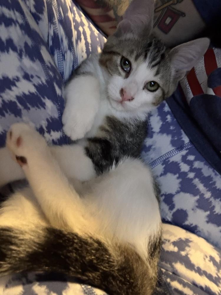 Enlarge Teddy, a Adoptable mixed breed in Plumerville, AR image 1/2