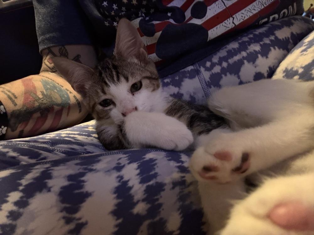 Enlarge Teddy, a Adoptable mixed breed in Plumerville, AR image 2/2