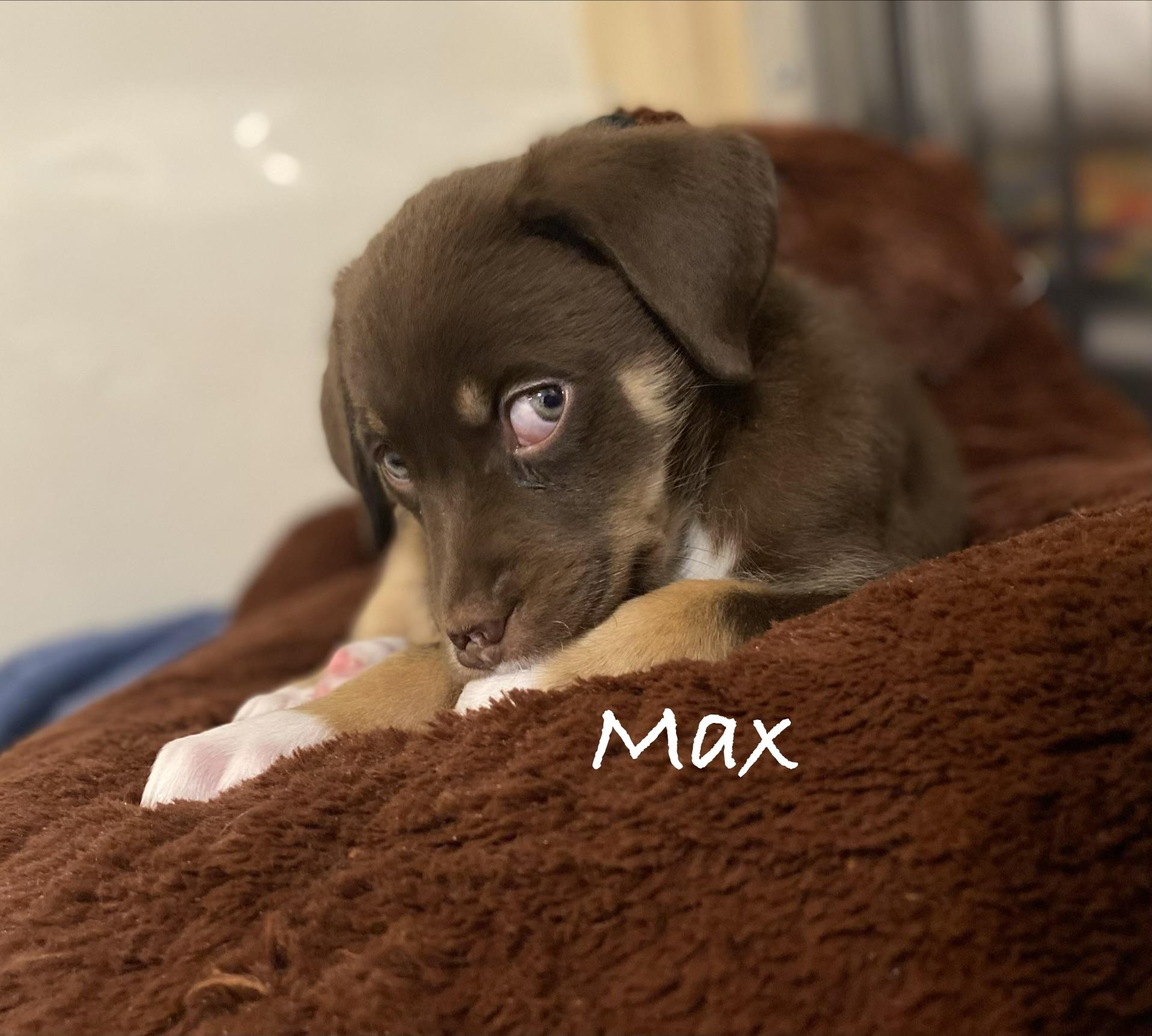 Enlarge Max, an adopted mixed breed in Hatfield, PA image 2/3