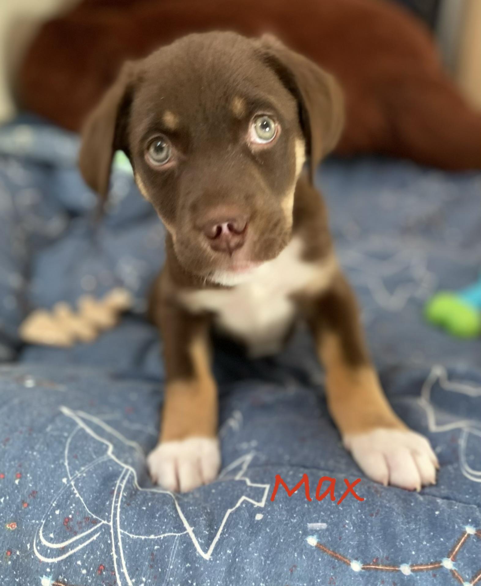 Enlarge Max, an adopted mixed breed in Hatfield, PA image 1/3