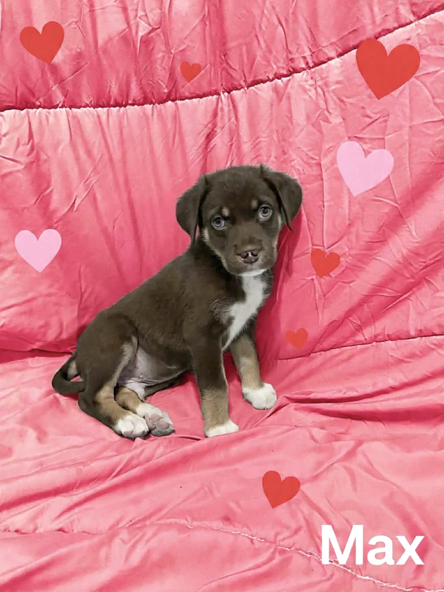 Enlarge Max, an adopted mixed breed in Hatfield, PA image 3/3