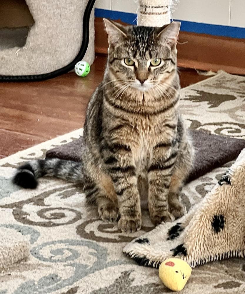 Mango, Adoptable, Young Male Domestic Short Hair.