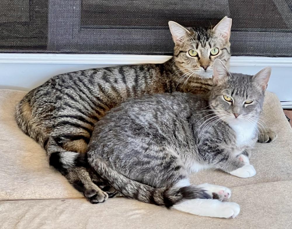 Mango, a Adoptable mixed breed in Oradell, NJ image 2/6