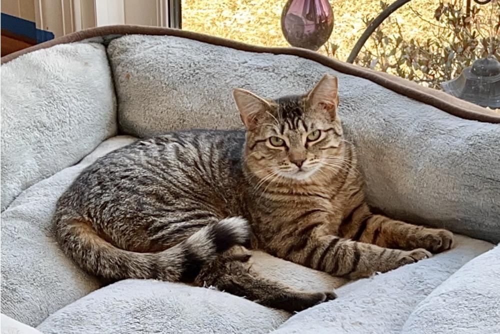 Mango, a Adoptable mixed breed in Oradell, NJ image 3/6