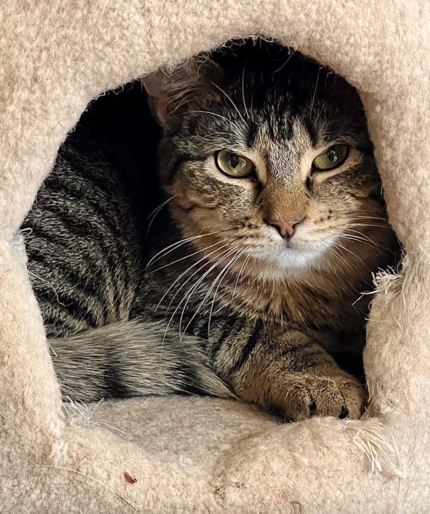 Mango, a Adoptable mixed breed in Oradell, NJ image 4/6