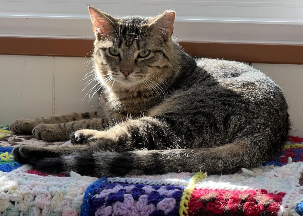 Mango, a Adoptable mixed breed in Oradell, NJ image 5/6