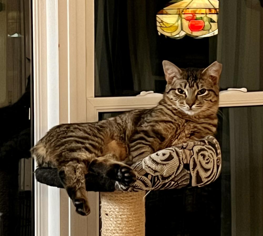 Mango, a Adoptable mixed breed in Oradell, NJ image 6/6