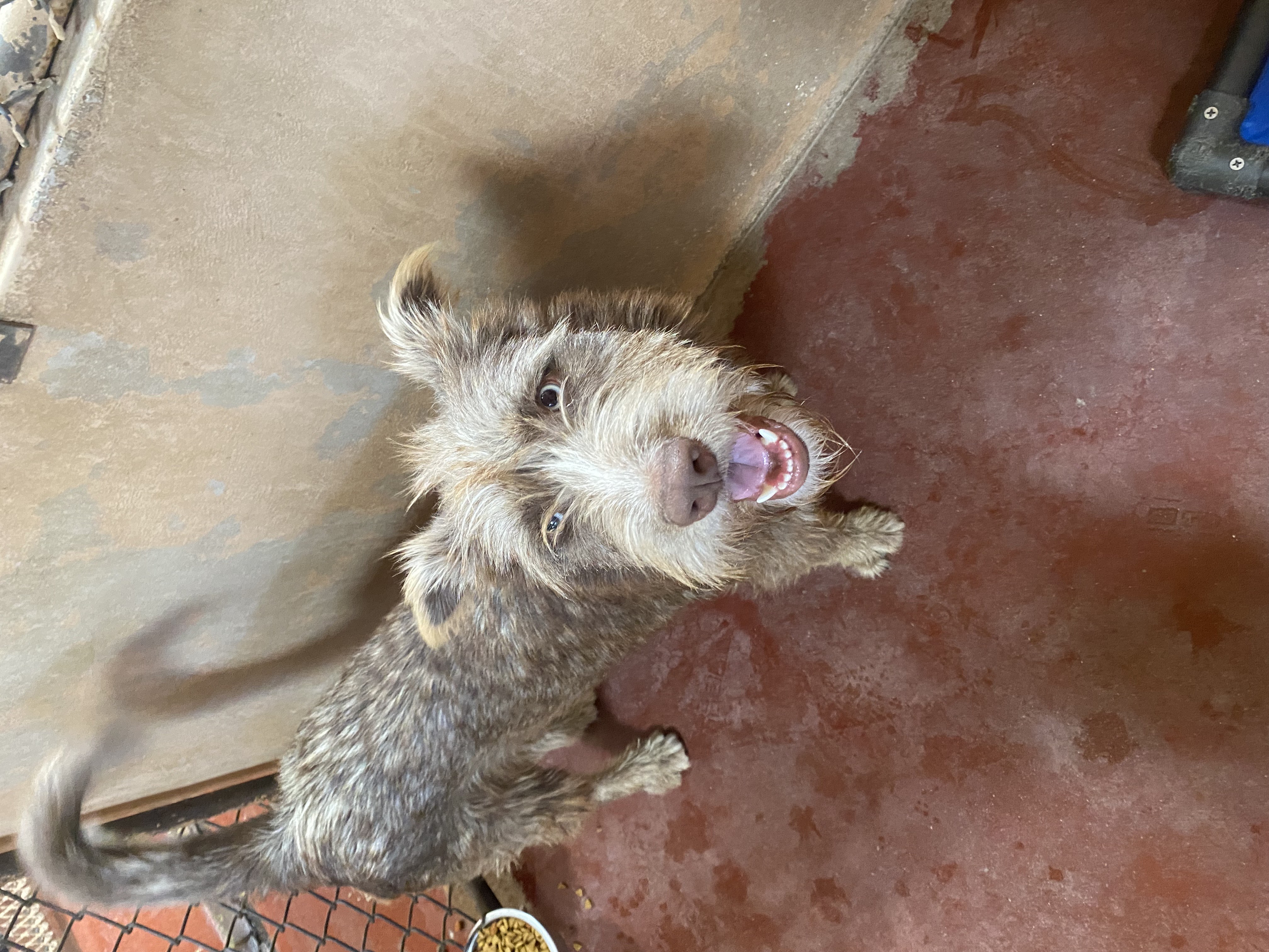 Chief, a Adoptable mixed breed image 1/3