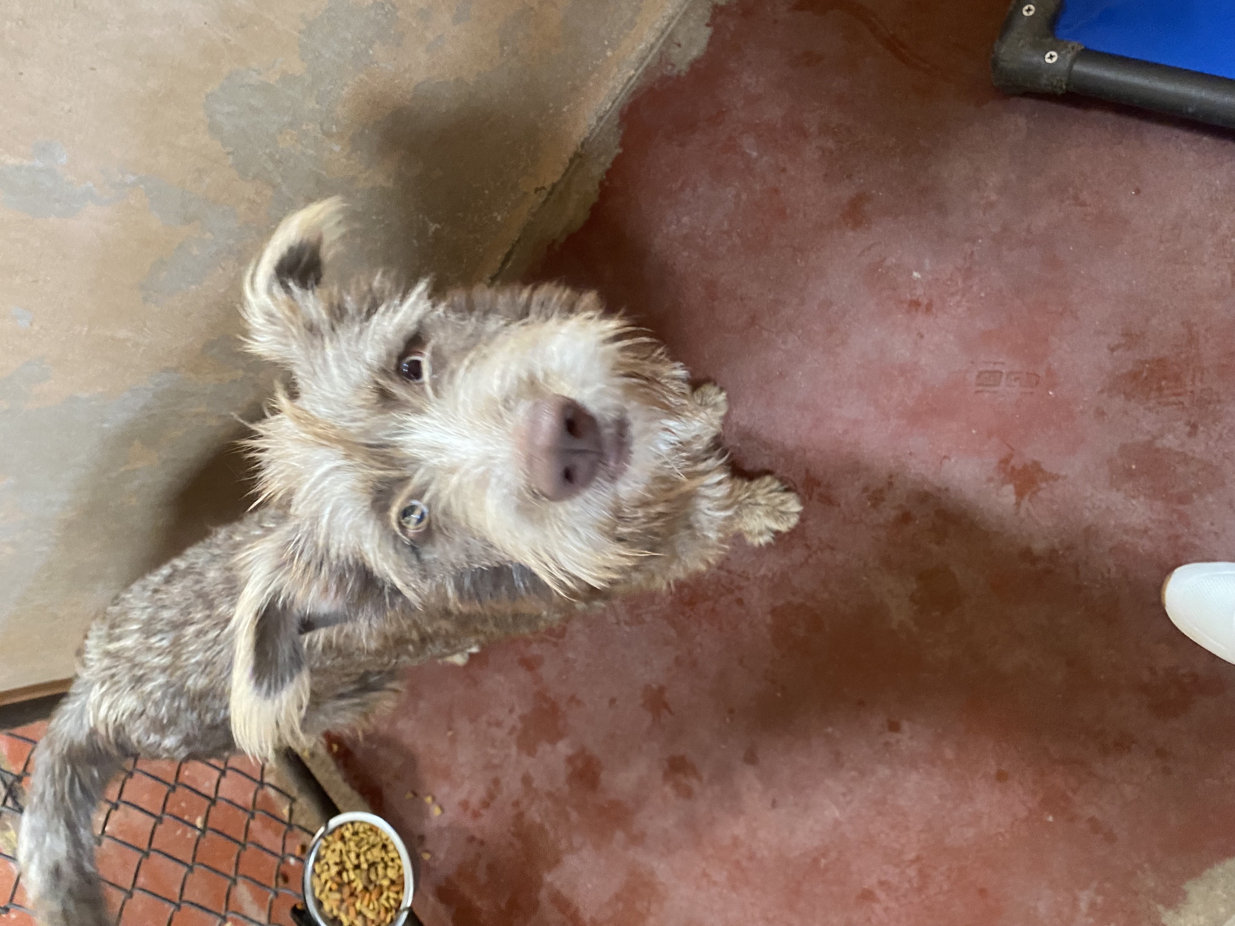 Chief, a Adoptable mixed breed image 2/3