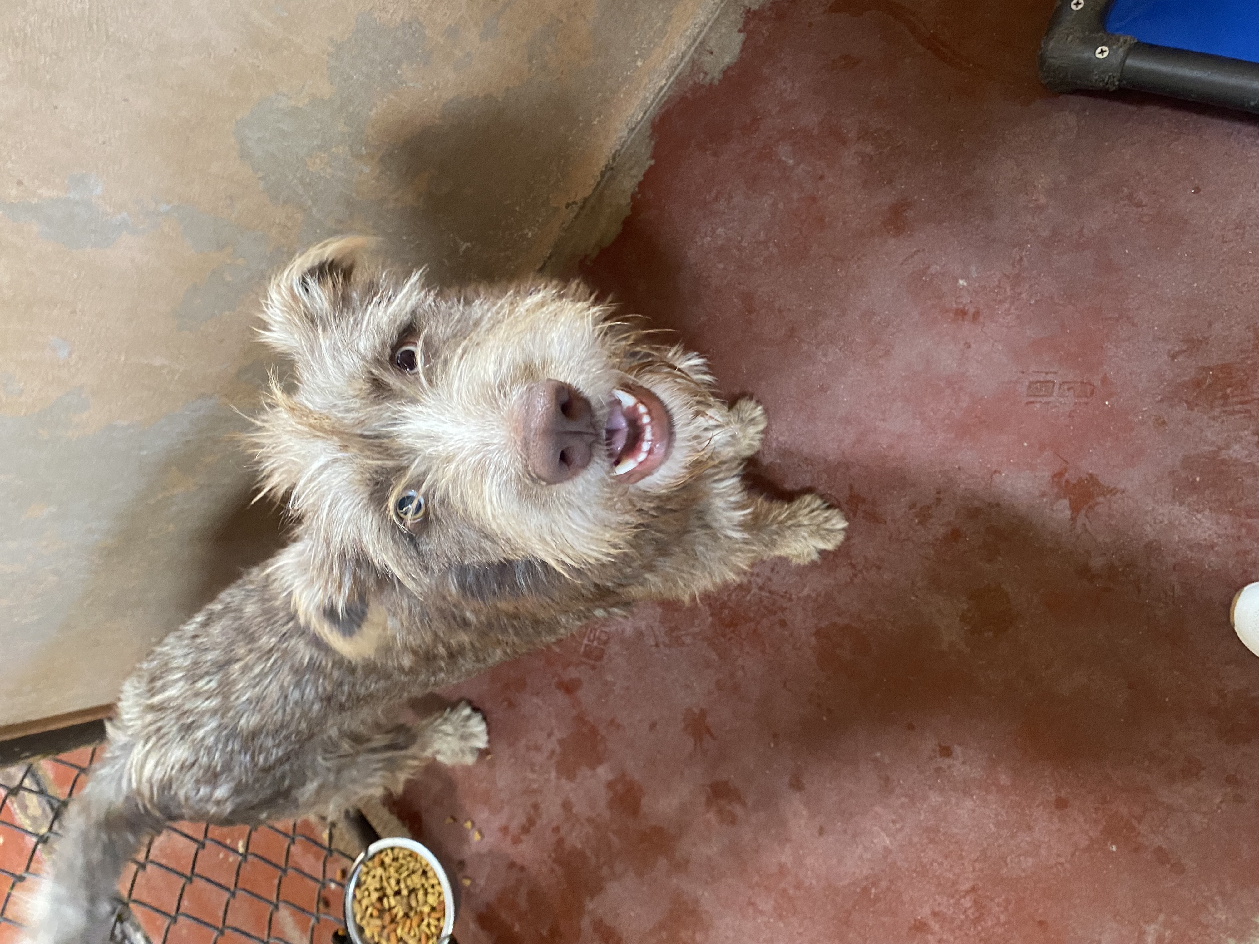 Chief, a Adoptable mixed breed image 3/3