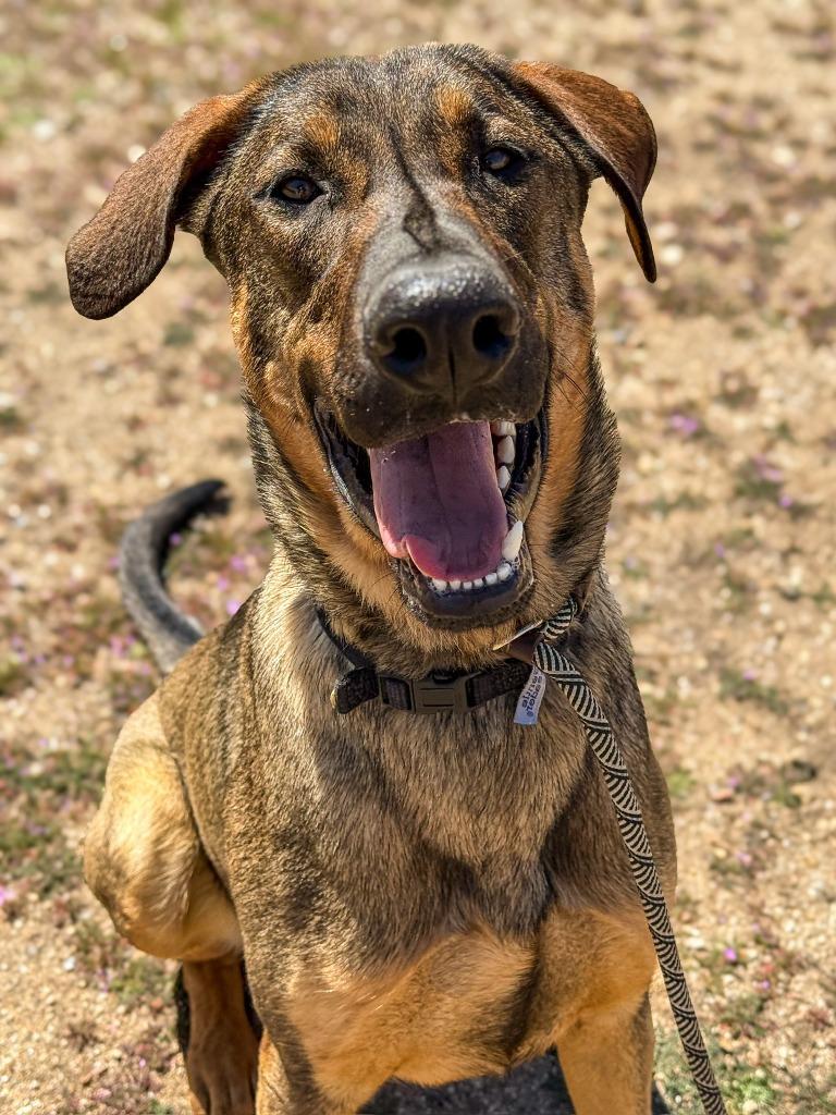 Enlarge Slink, a Adoptable mixed breed in Tehachapi, CA image 2/3