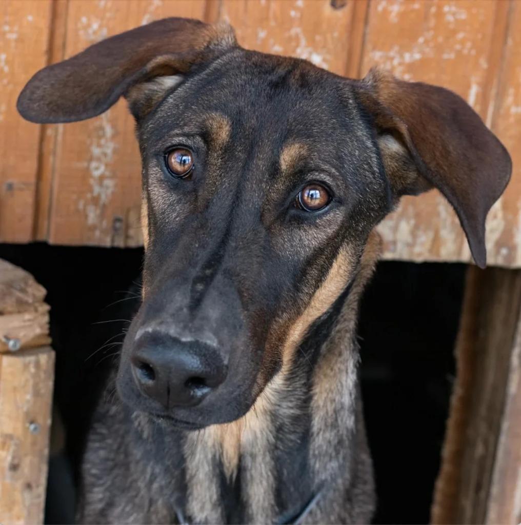 Enlarge Slink, a Adoptable mixed breed in Tehachapi, CA image 1/2
