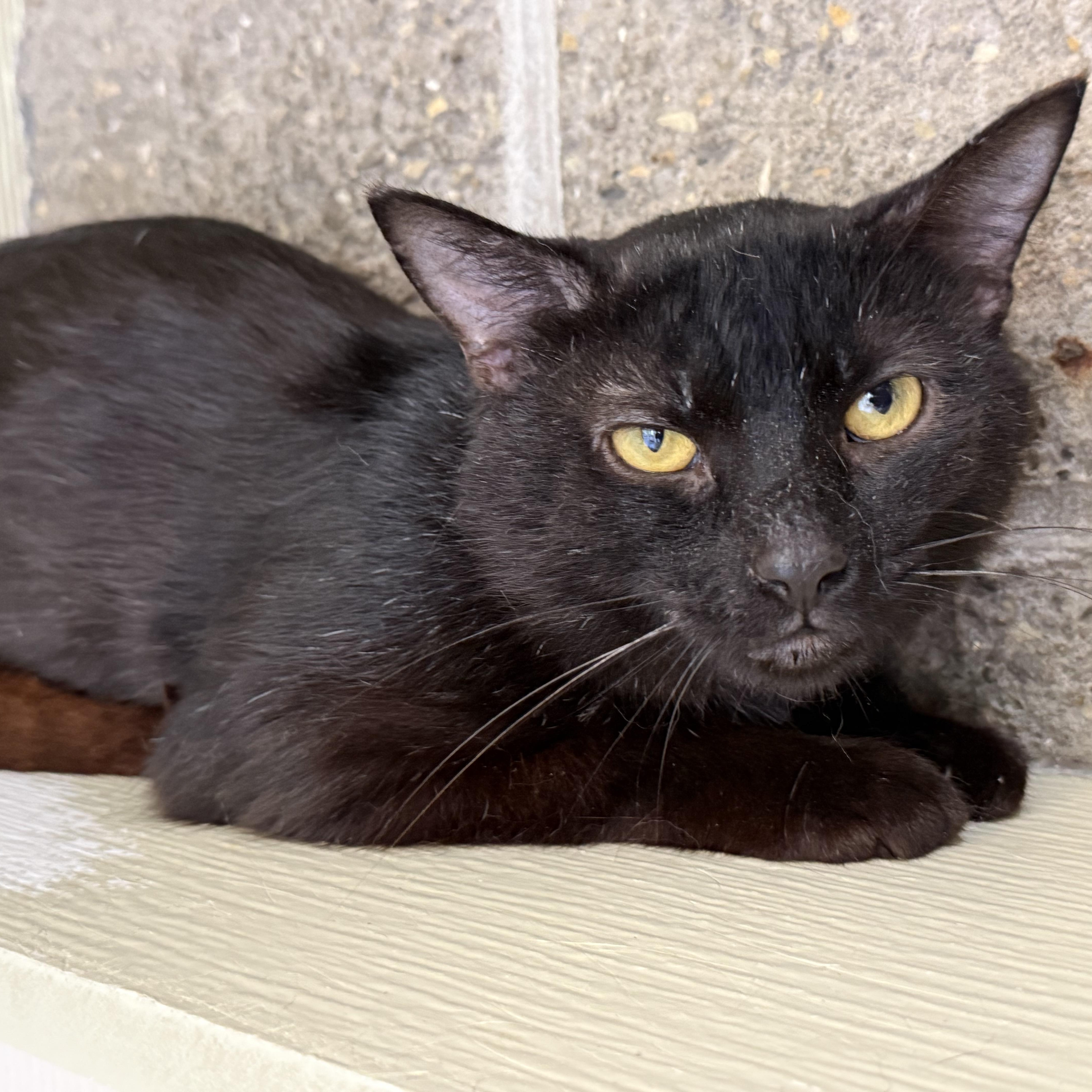 Heathcliff, Adult Male unknown