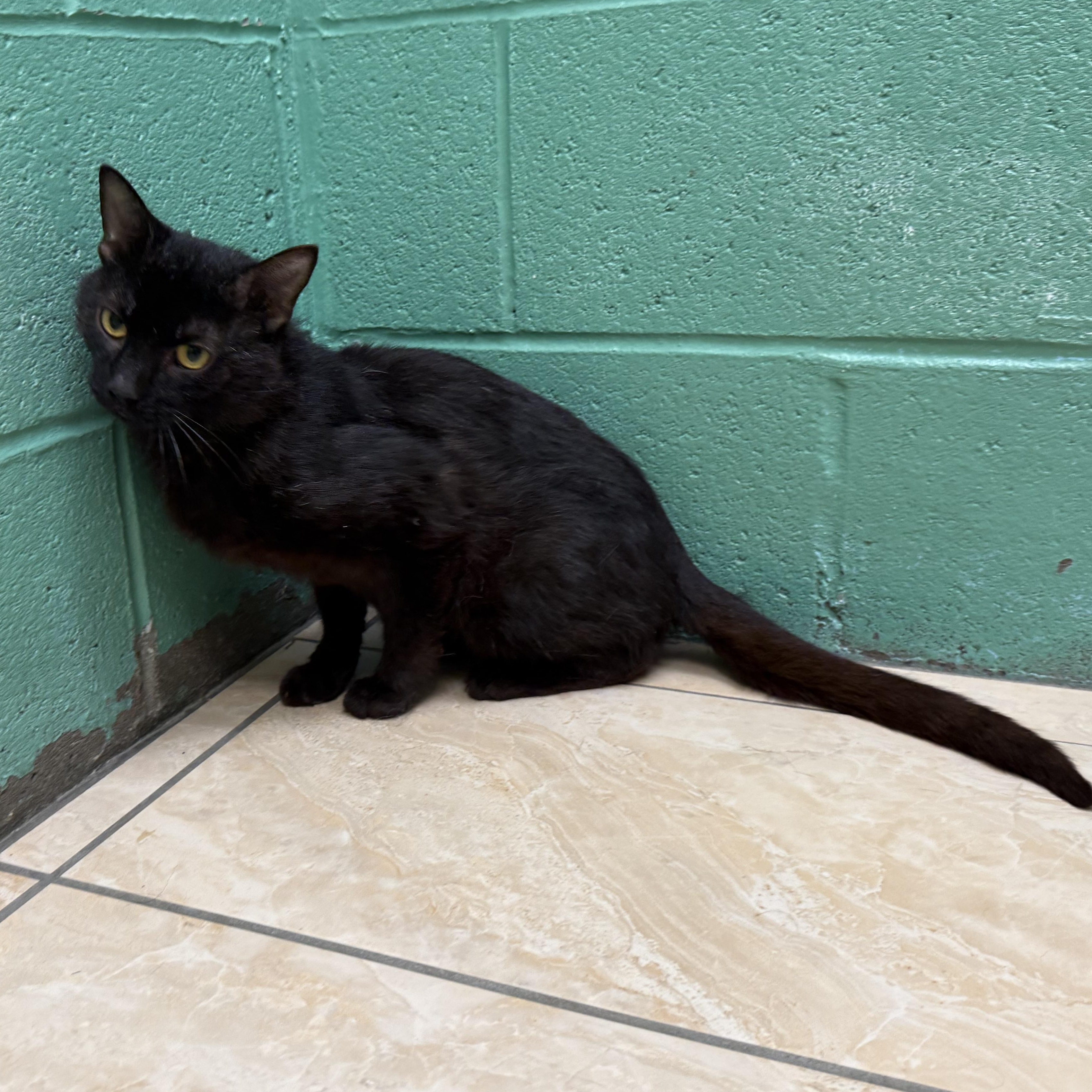 Heathcliff photo 5