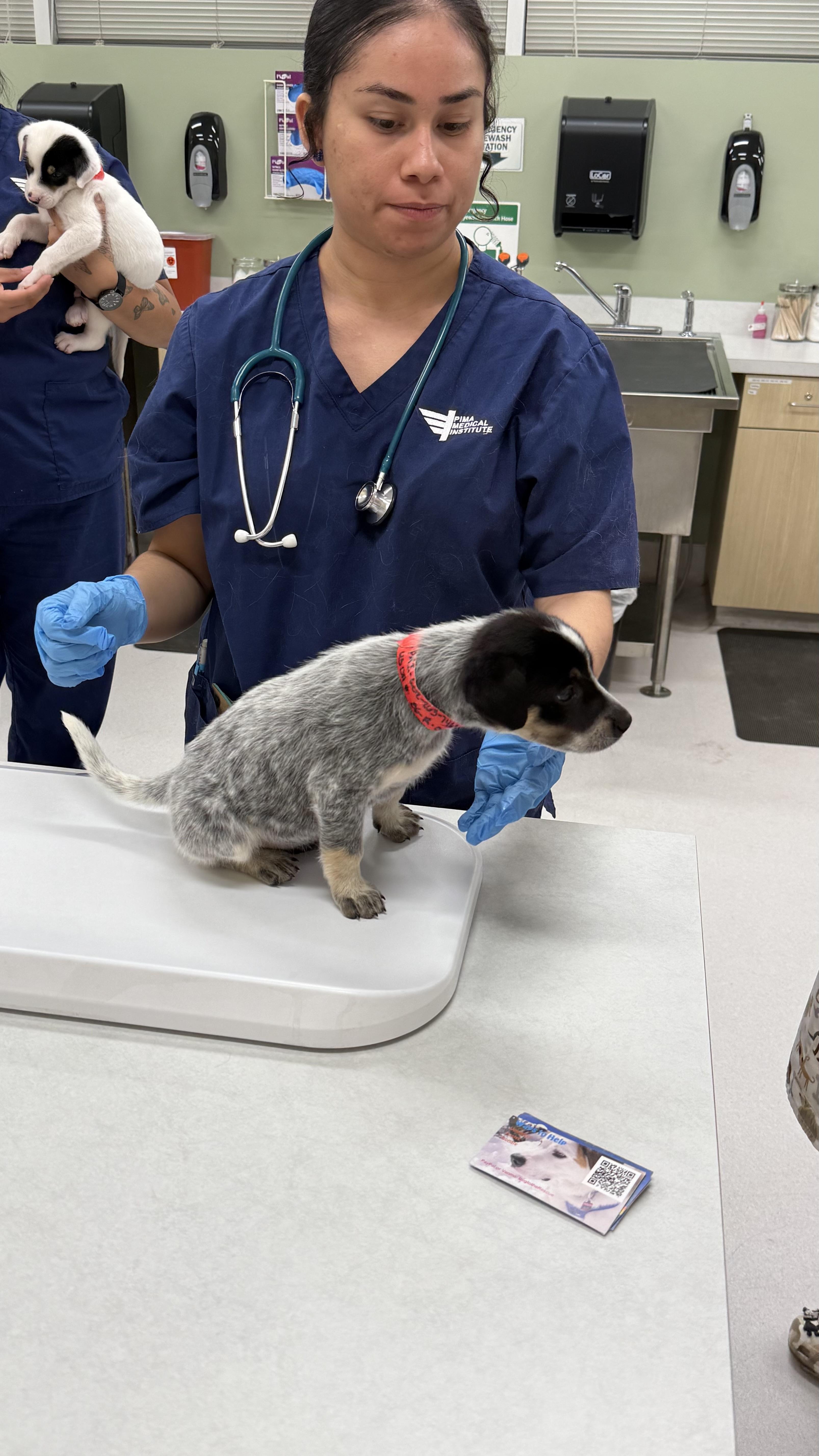 Kimiko, Adoptable, Puppy Female Australian Cattle Dog / Blue Heeler.