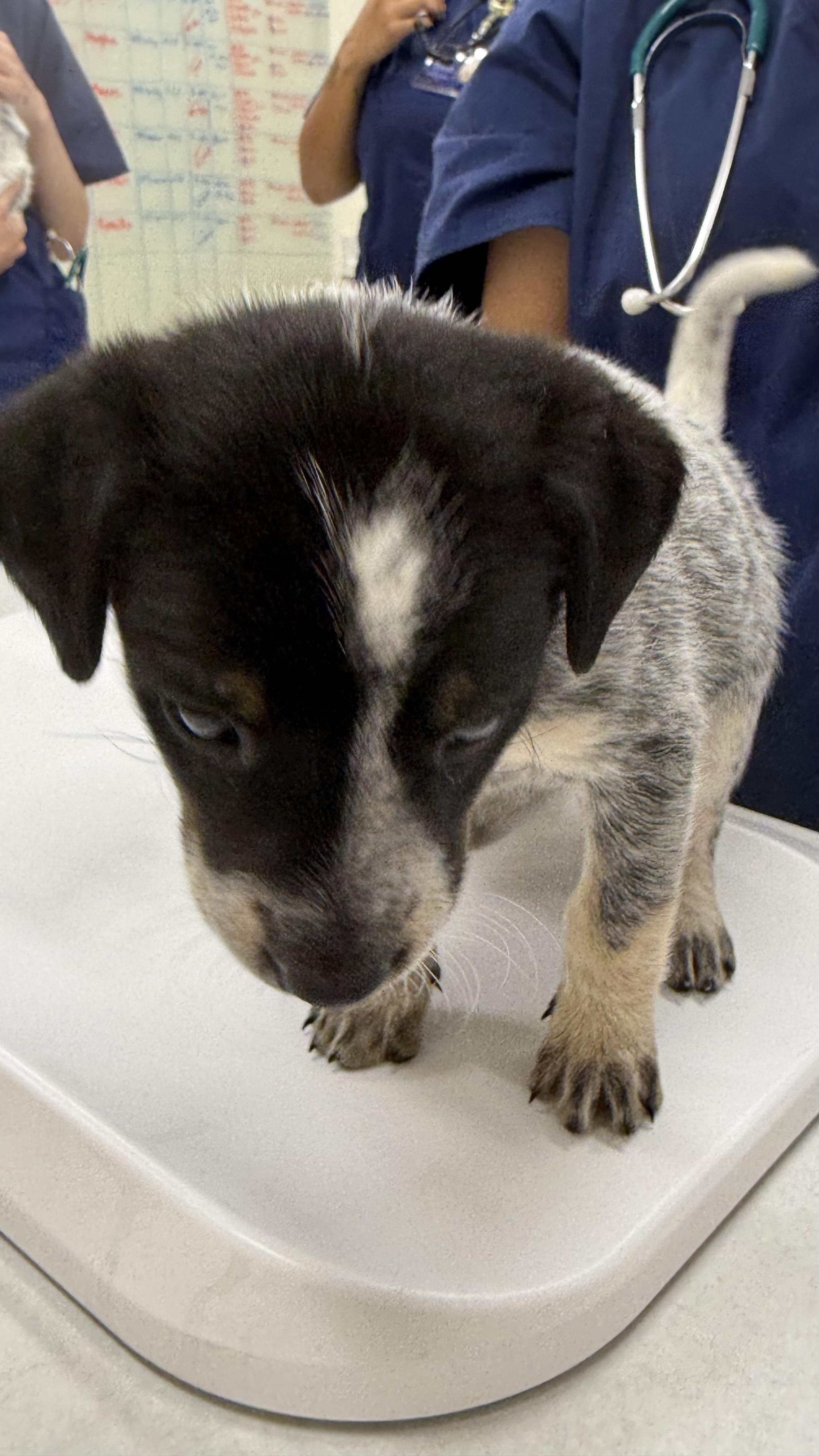 Kimiko, a Adoptable mixed breed in Phoenix, AZ image 3/4