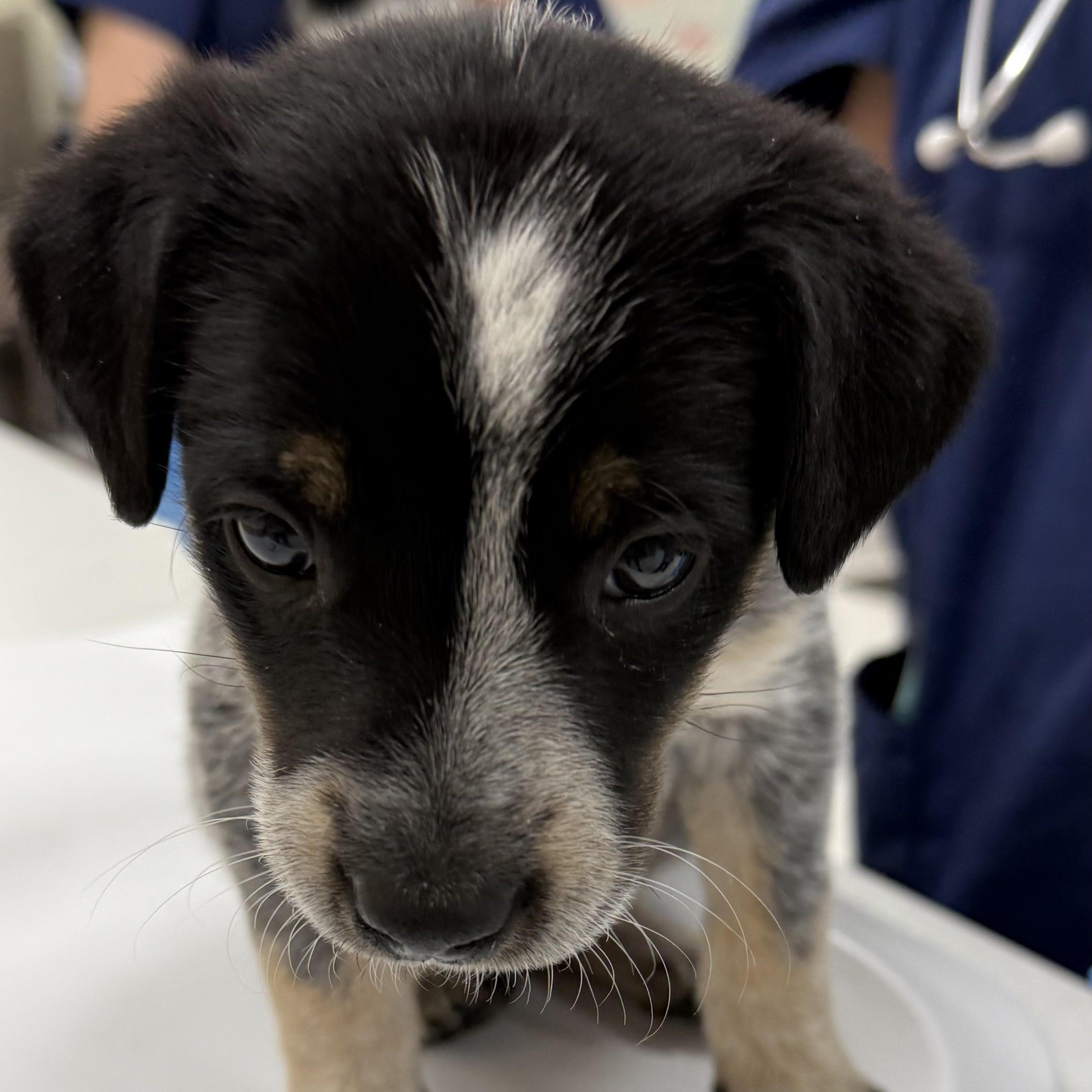 Kimiko, a Adoptable mixed breed in Phoenix, AZ image 4/4