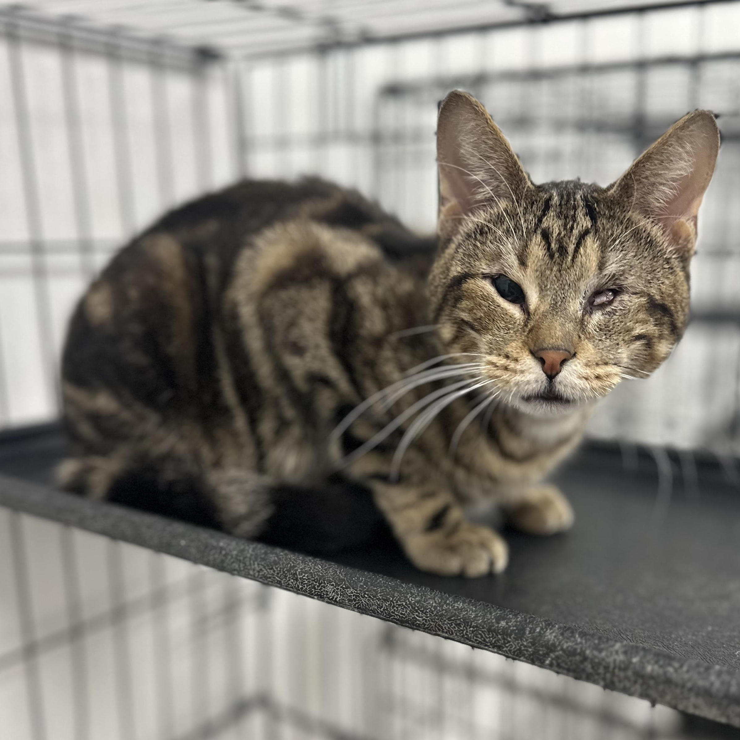 Meow Meow, Adopted, Adult Male Domestic Short Hair.