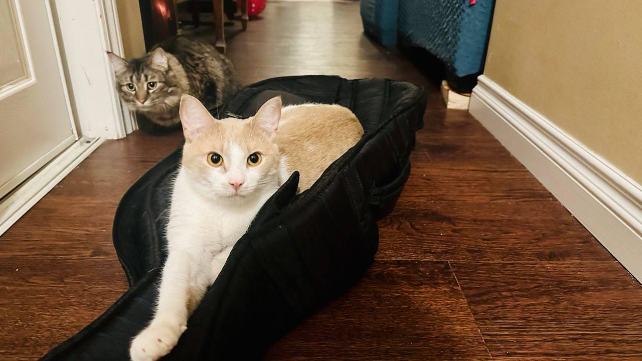Griffin, a Adopted Domestic Short Hair in Guelph, ON image 1/4