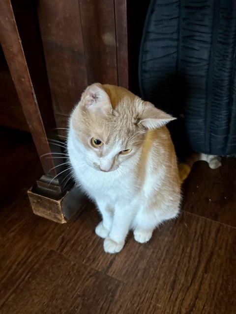 Griffin, a Adopted Domestic Short Hair in Guelph, ON image 2/4