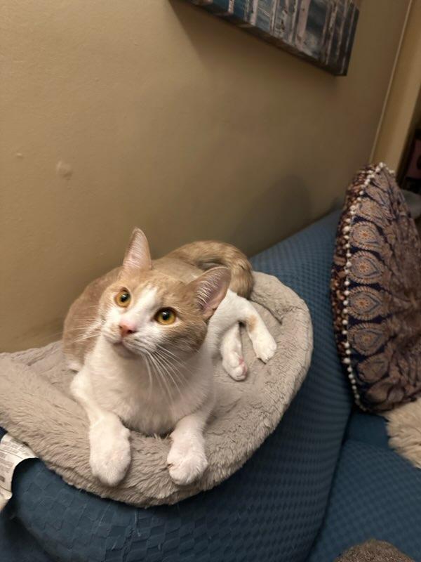 Griffin, a Adopted Domestic Short Hair in Guelph, ON image 3/4