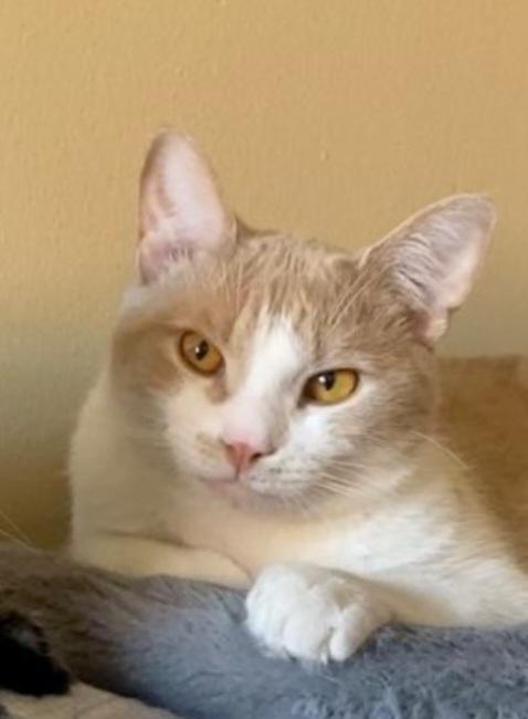 Griffin, a Adopted Domestic Short Hair in Guelph, ON image 4/4
