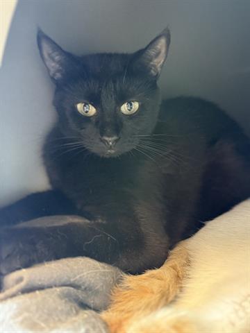 ELLIS, Adoptable, Adult Female Domestic Short Hair.
