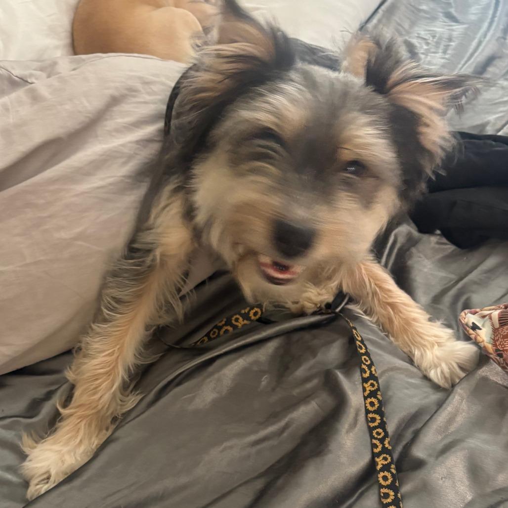 Mocha, Adoptable, Adult Female Schnauzer & Terrier.