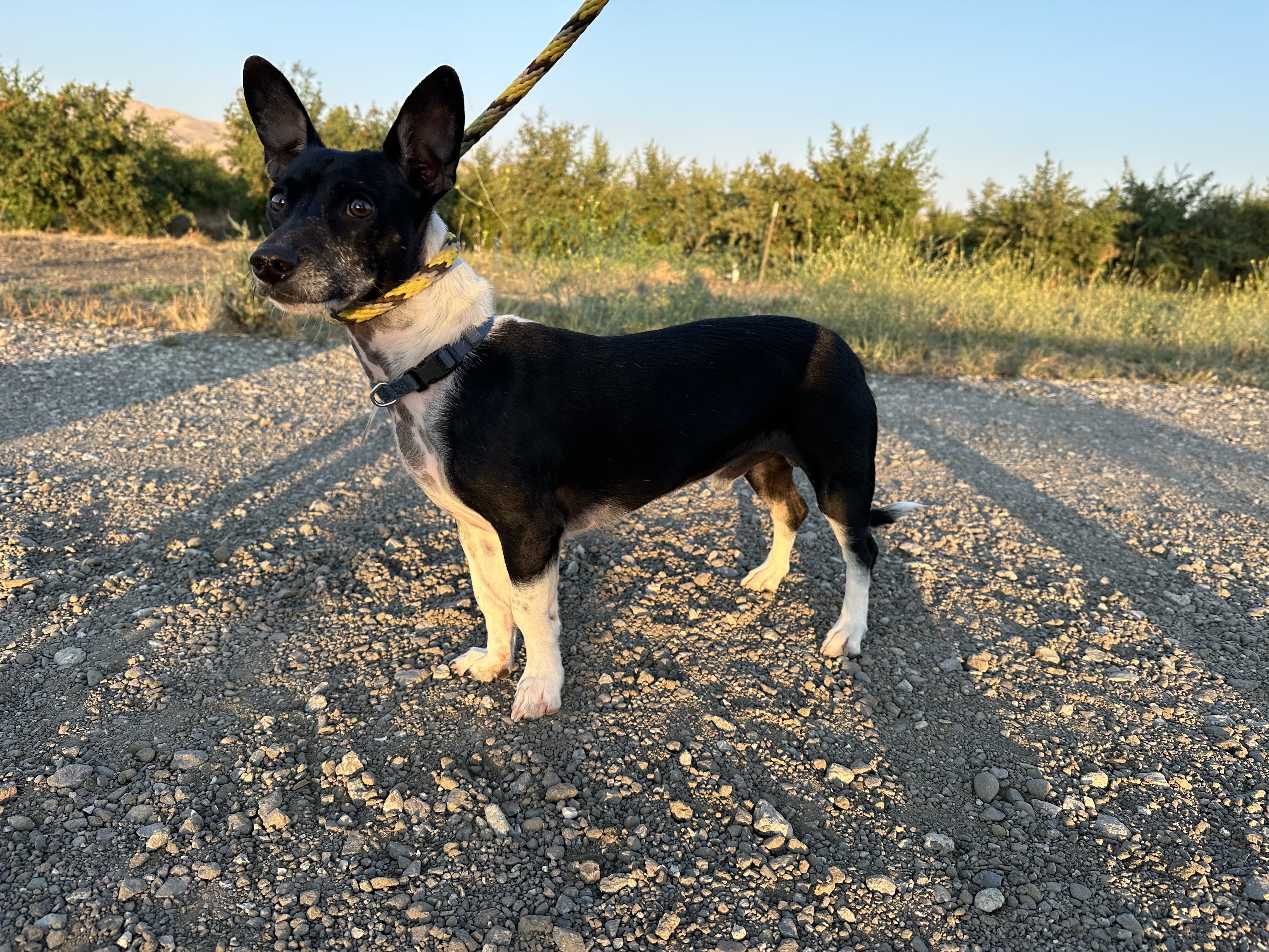 Pedro, Adopted, Young Male Rat Terrier.