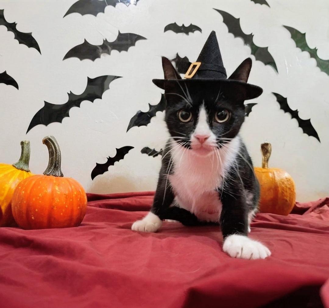 Juliette- Your New Best Friend, Adoptable, Adult Female American Shorthair.