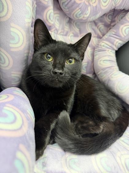 Teddy, Adoptable, Young Female Domestic Short Hair & Domestic Short Hair.