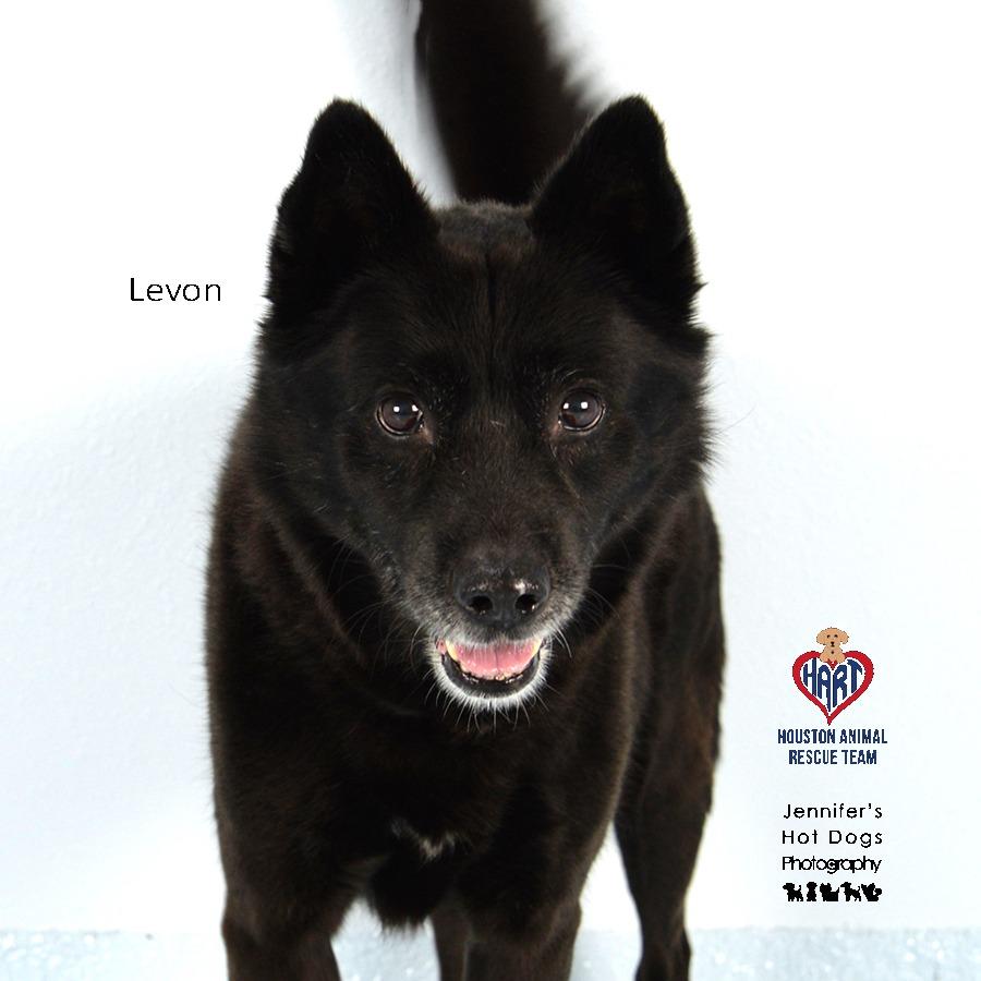 Levon, a Adoptable mixed breed in Hockley, TX image 1/2