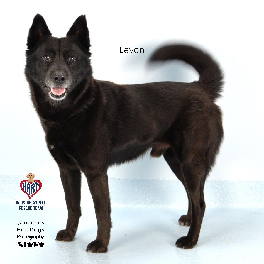 Levon, a Adoptable mixed breed in Hockley, TX image 2/2