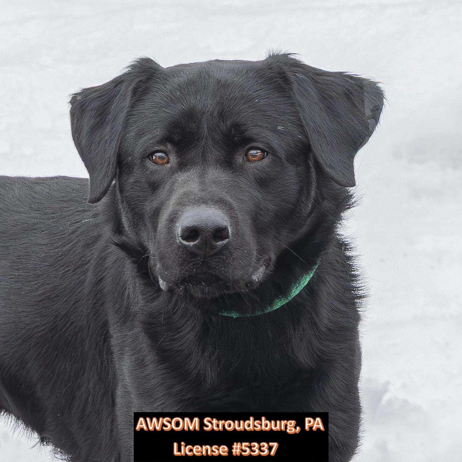 Shadow, ADOPTABLE, Adult Male Labrador Retriever & Alaskan Malamute.