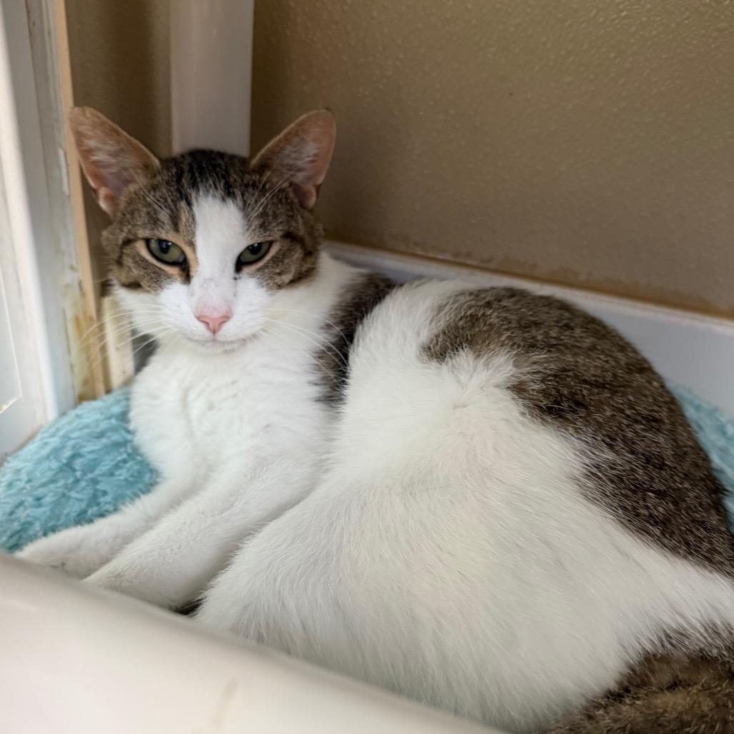Lasagna, Adoptable, Adult Male Domestic Short Hair.