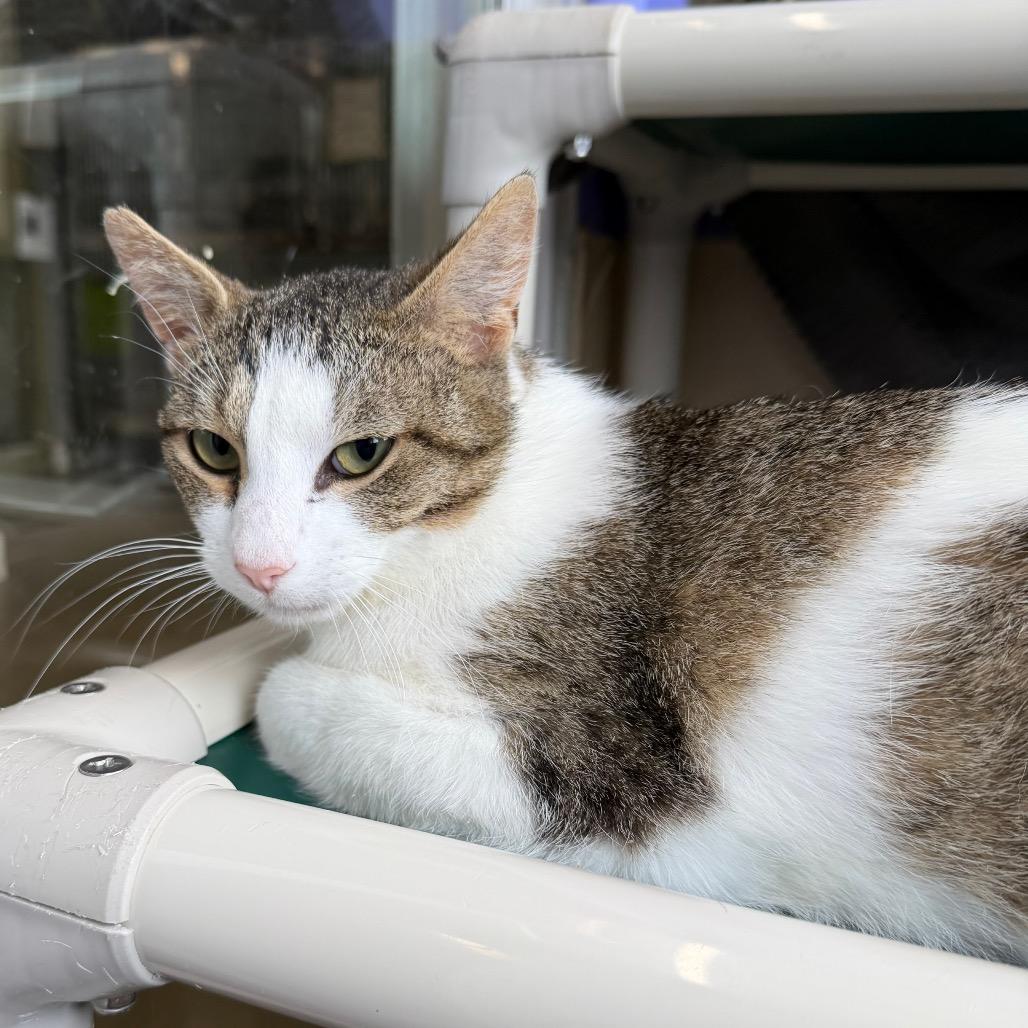 Lasagna, a Adoptable Domestic Short Hair in Mankato, MN image 2/2