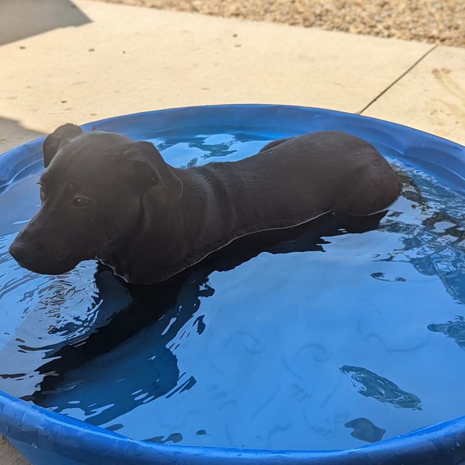 Pixie, an adopted Black Labrador Retriever Mix in Lenoir, NC_image-1